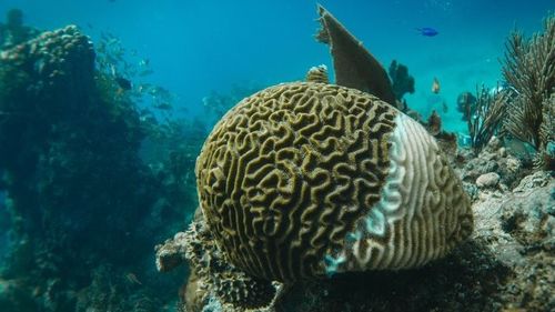 จีนข่าวสารล่าสุดเกี่ยวกับ ก๊าซจากสิ่งมีชีวิตในทะเลที่สลายสลาย: ผลต่อคุณภาพอากาศชายฝั่งและบทบาทของเครื่องทําความสะอาดอากาศ